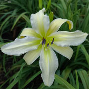 Fantastic Four Daylily